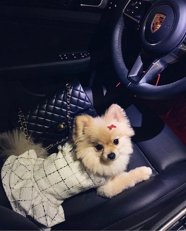 Щоб всі так жили: як виглядають багаті собаки в Instagram - фото 318405