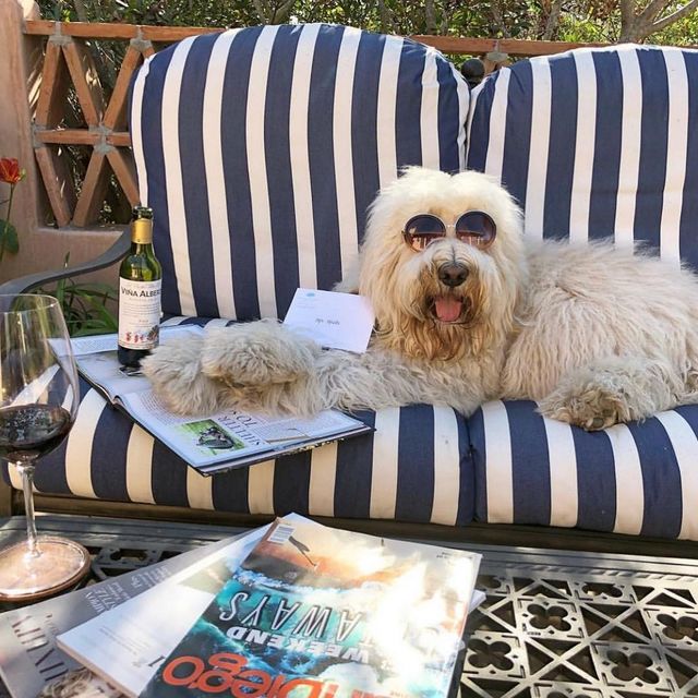 Щоб всі так жили: як виглядають багаті собаки в Instagram - фото 318406