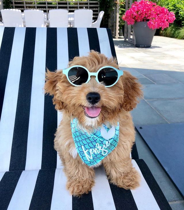 Щоб всі так жили: як виглядають багаті собаки в Instagram - фото 318407