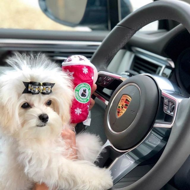 Щоб всі так жили: як виглядають багаті собаки в Instagram - фото 318410