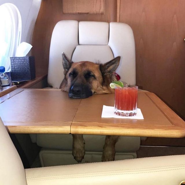 Щоб всі так жили: як виглядають багаті собаки в Instagram - фото 318411