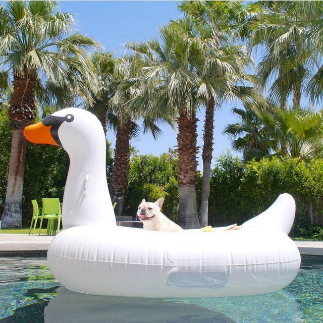 Щоб всі так жили: як виглядають багаті собаки в Instagram - фото 318412