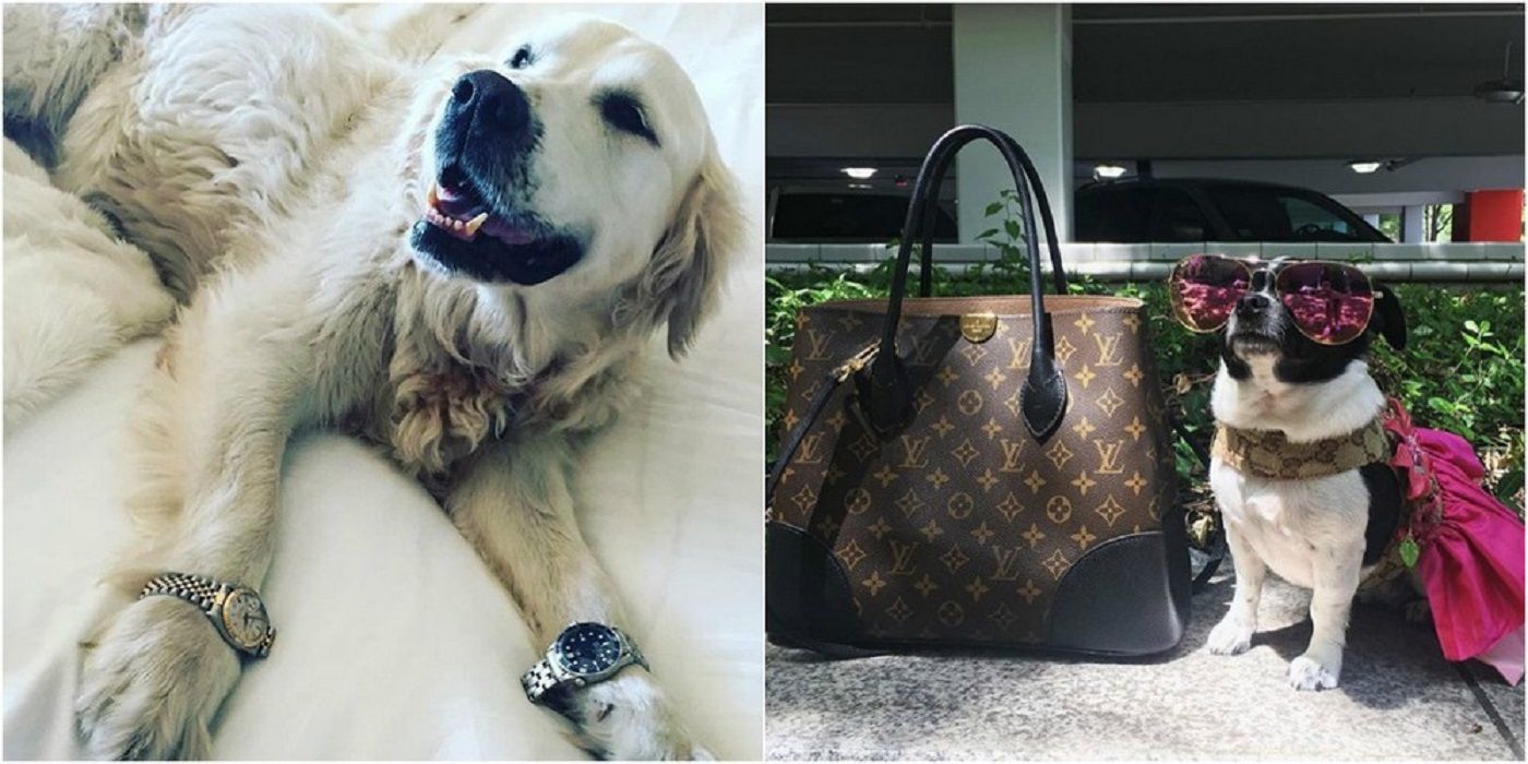 Щоб всі так жили: як виглядають багаті собаки в Instagram