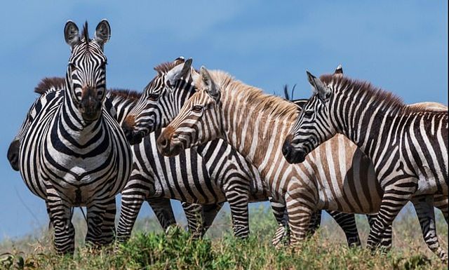У парку побачили зебру-білявку - фото 318607