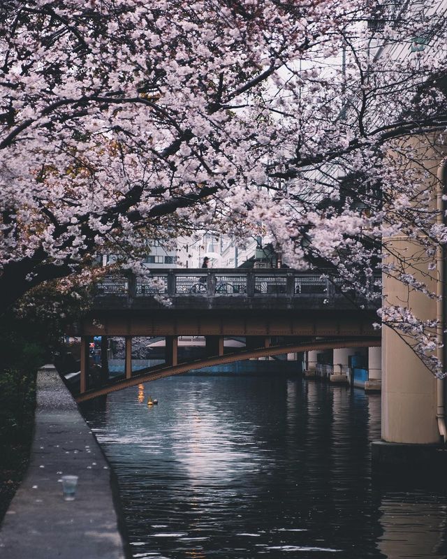 Подорож японськими вулицями: захопливі фото - фото 318789