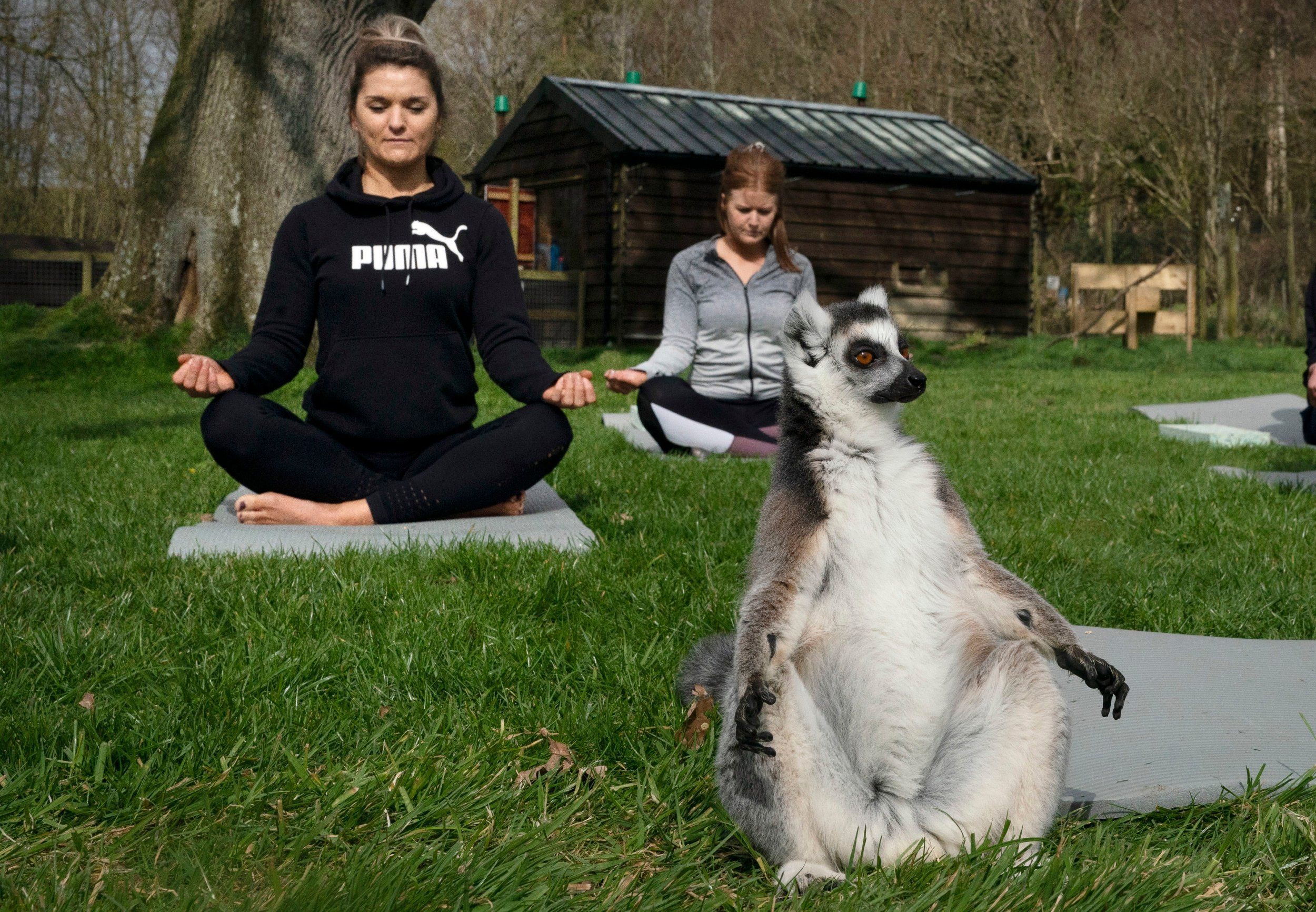 Тепер йогою можна зайнятися з лемурами - фото 1