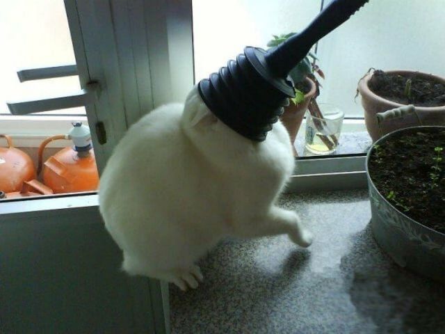 Коти у дивних ситуаціях, які змусять вас усміхнутись - фото 318850