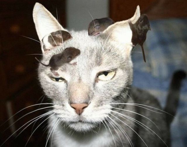 Коти у дивних ситуаціях, які змусять вас усміхнутись - фото 318851