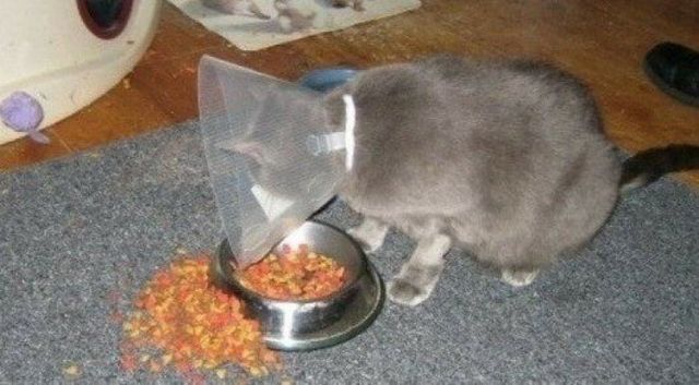 Коти у дивних ситуаціях, які змусять вас усміхнутись - фото 318854