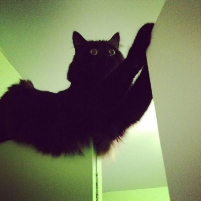 Коти у дивних ситуаціях, які змусять вас усміхнутись - фото 318855