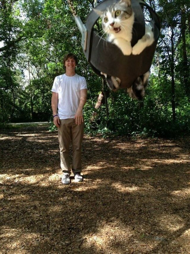 Коти у дивних ситуаціях, які змусять вас усміхнутись - фото 318856