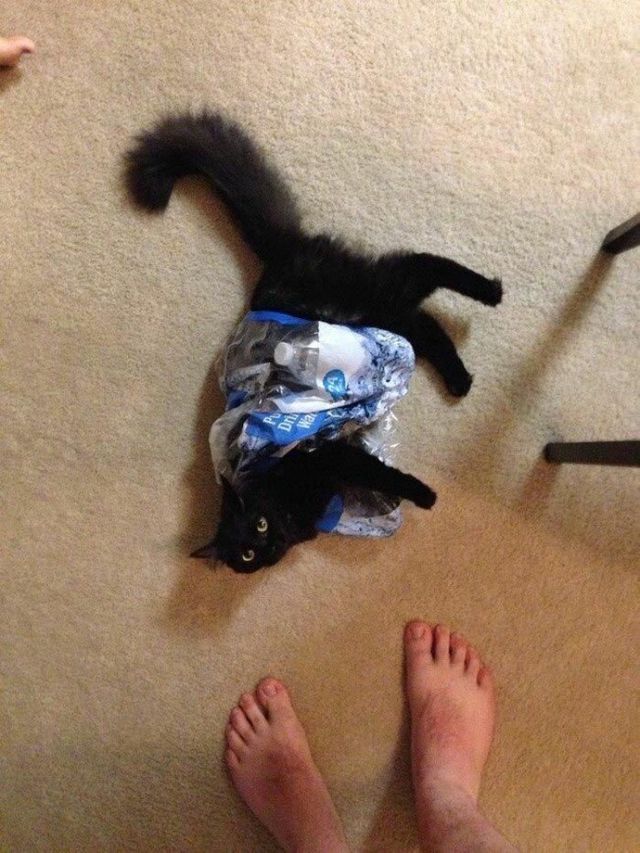 Коти у дивних ситуаціях, які змусять вас усміхнутись - фото 318857