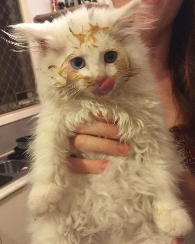 Коти у дивних ситуаціях, які змусять вас усміхнутись - фото 318864