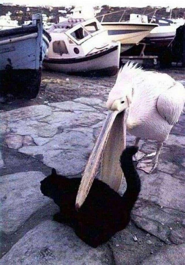 Коти у дивних ситуаціях, які змусять вас усміхнутись - фото 318865