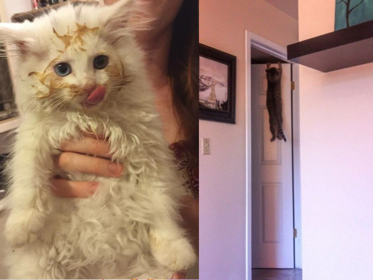 Коти у дивних ситуаціях, які змусять вас усміхнутись