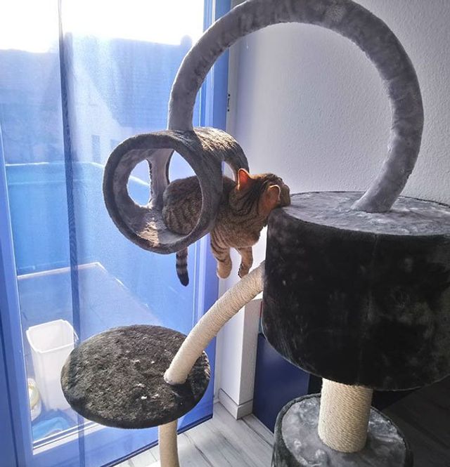 Після важкого дня: епічні фото котів, які заснули у дивних місцях - фото 319236