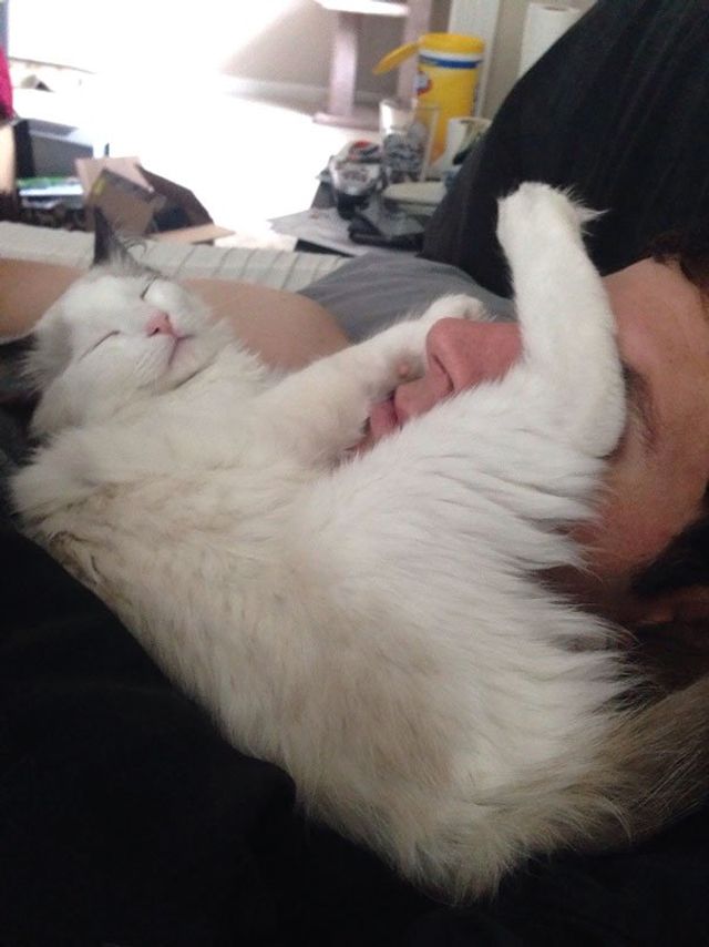Після важкого дня: епічні фото котів, які заснули у дивних місцях - фото 319237
