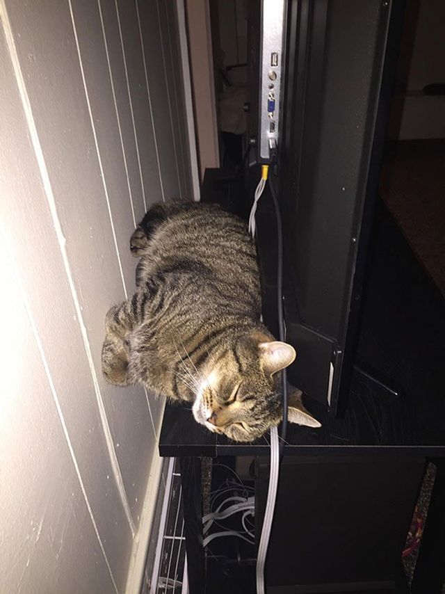 Після важкого дня: епічні фото котів, які заснули у дивних місцях - фото 319243