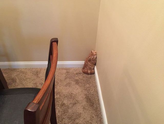 Після важкого дня: епічні фото котів, які заснули у дивних місцях - фото 319244