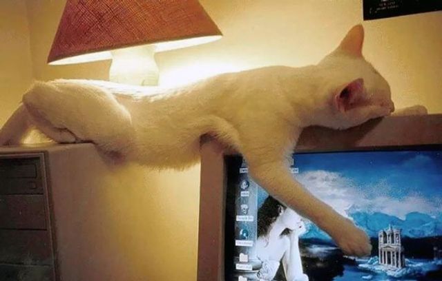 Після важкого дня: епічні фото котів, які заснули у дивних місцях - фото 319249