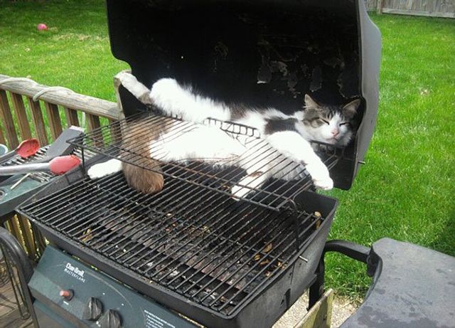 Після важкого дня: епічні фото котів, які заснули у дивних місцях - фото 319254