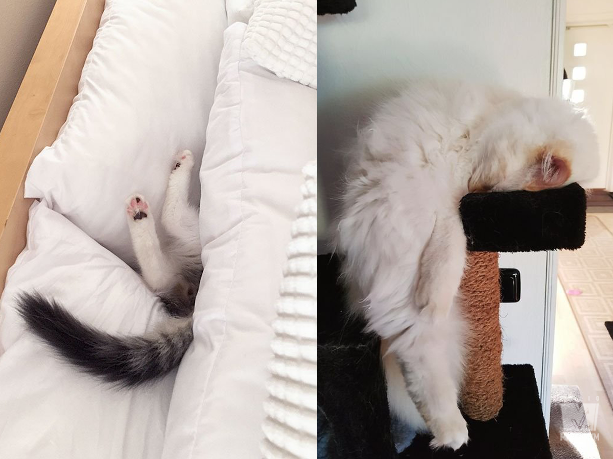 Після важкого дня: епічні фото котів, які заснули у дивних місцях