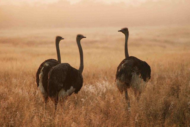 Секрет криється в ДНК страусів - фото 319383