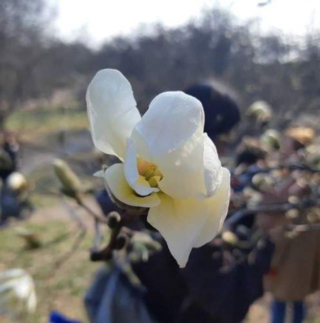 Цвітіння магнолій у Києві в яскравих знімках - фото 319469