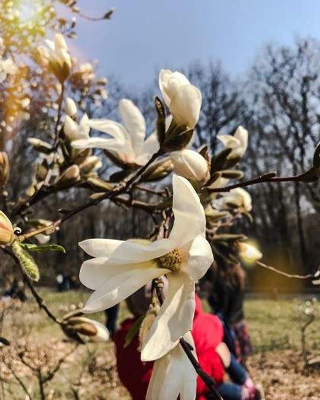 Цвітіння магнолій у Києві в яскравих знімках - фото 319470