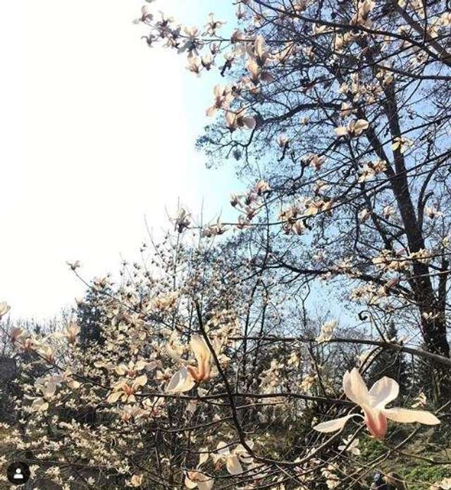 Цвітіння магнолій у Києві в яскравих знімках - фото 319471
