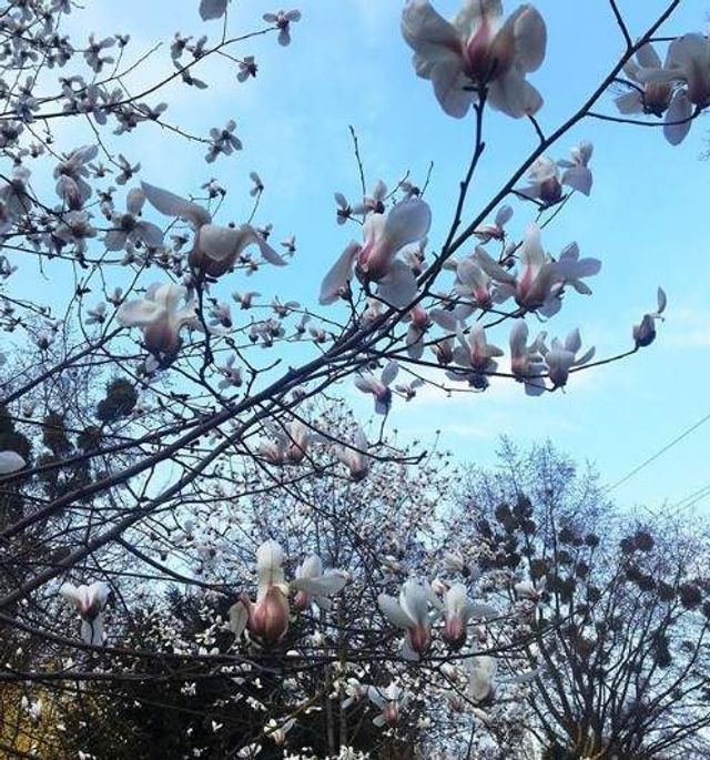 Цвітіння магнолій у Києві в яскравих знімках - фото 319473