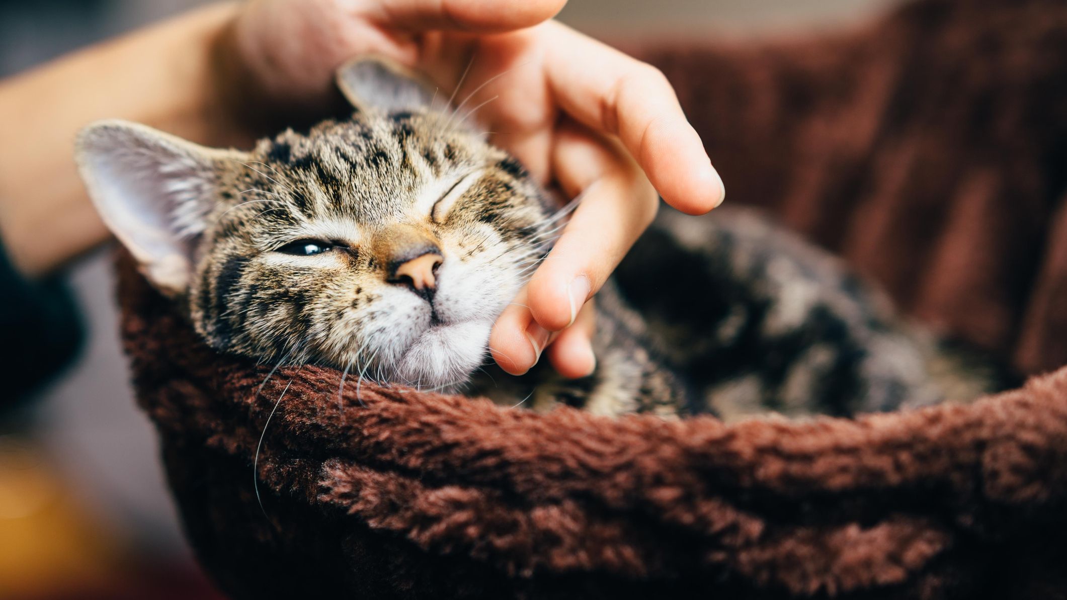 З'ясовано: кіт знає своє ім'я, але воно його не хвилює