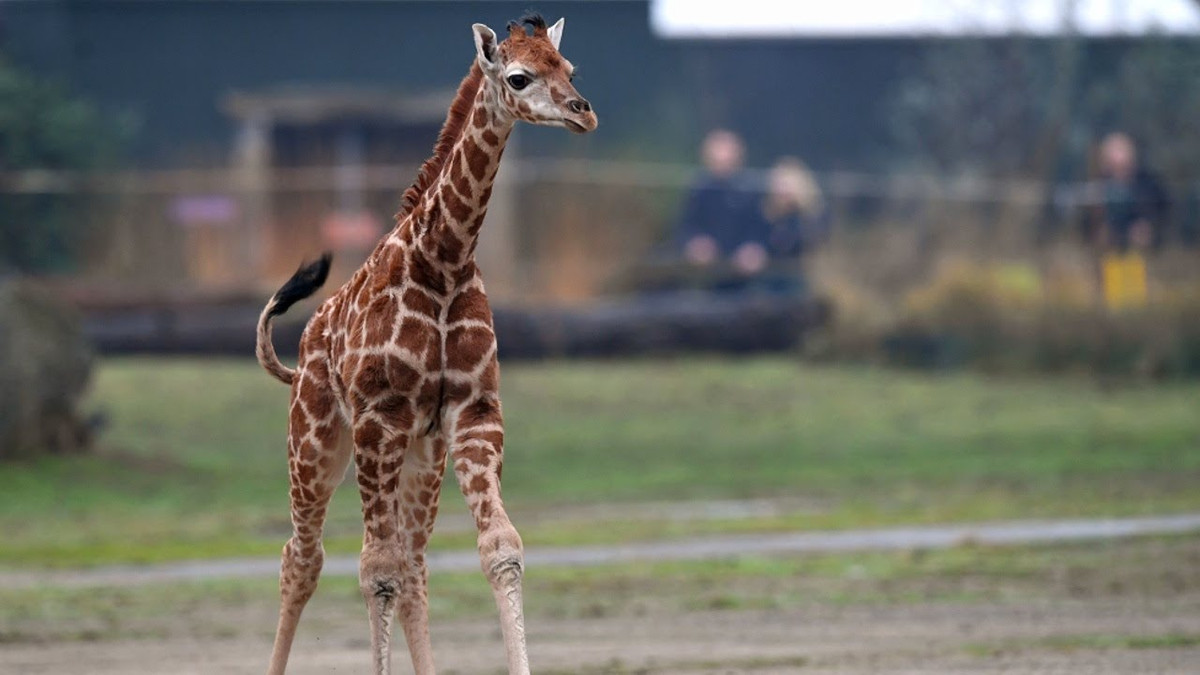 У зоопарку Мексики показали маленьке жирафеня - фото 1