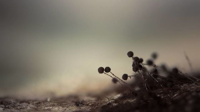 Вгадаєте? Приголомшливі фото звичайних речей крупним планом - фото 319782