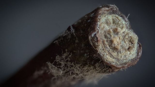 Вгадаєте? Приголомшливі фото звичайних речей крупним планом - фото 319785