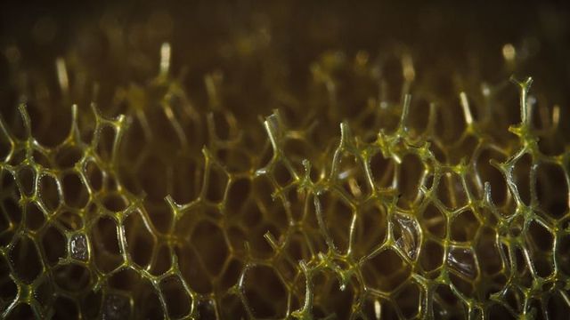 Вгадаєте? Приголомшливі фото звичайних речей крупним планом - фото 319789