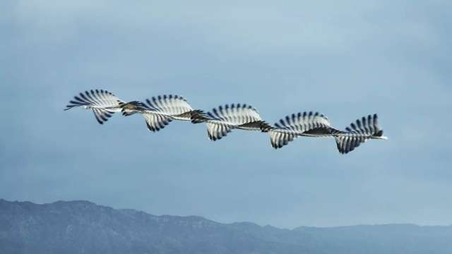 Фотограф створив вражаючі кадри польотів птахів - фото 319984