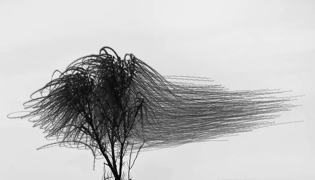 Фотограф створив вражаючі кадри польотів птахів - фото 319991