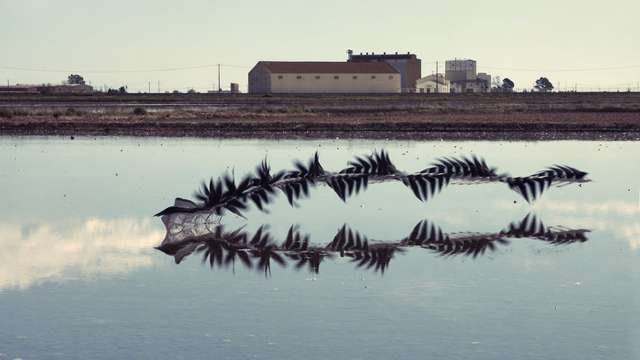 Фотограф створив вражаючі кадри польотів птахів - фото 319992
