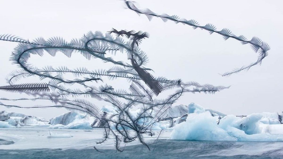 Фотограф створив вражаючі кадри польотів птахів