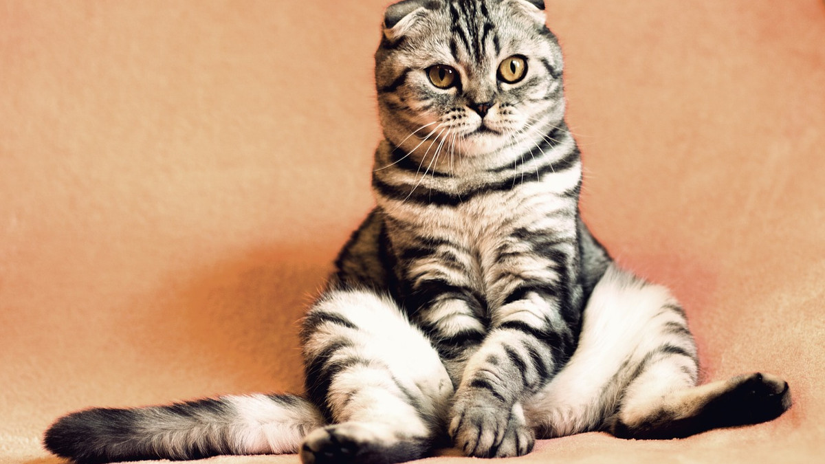 14 обов'язків порядного кота: кумедні фото - фото 1