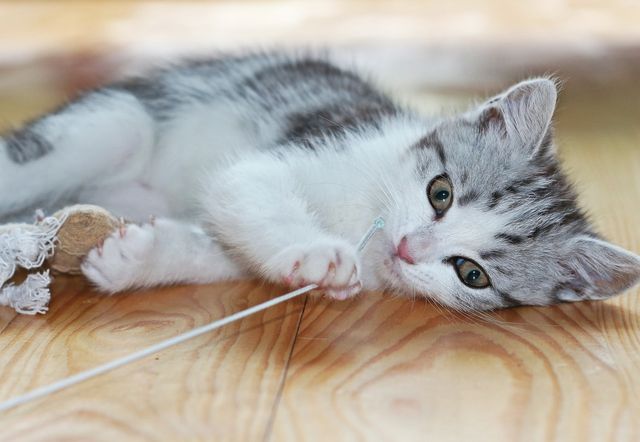 14 обов'язків порядного кота: кумедні фото - фото 320038