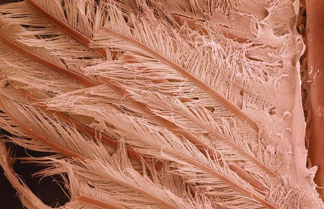 Як виглядає їжа під мікроскопом: вражаючі кадри - фото 320060