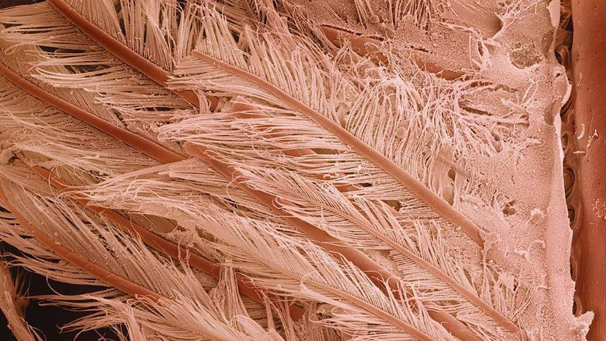 Хвостик креветки під мікроскопом - фото 1