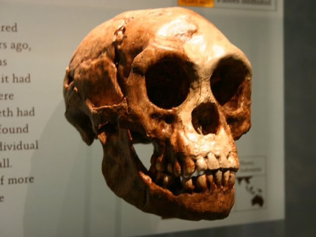 Homo luzonensis - фото 320453