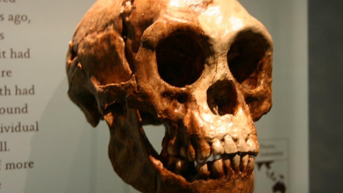 Знайдено останки стародавніх людей невідомого виду