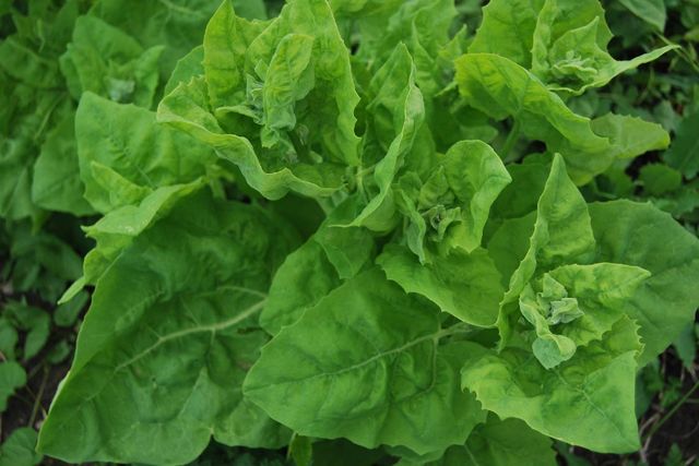 Лутига допомагає позбутися карієсу- фото 320536