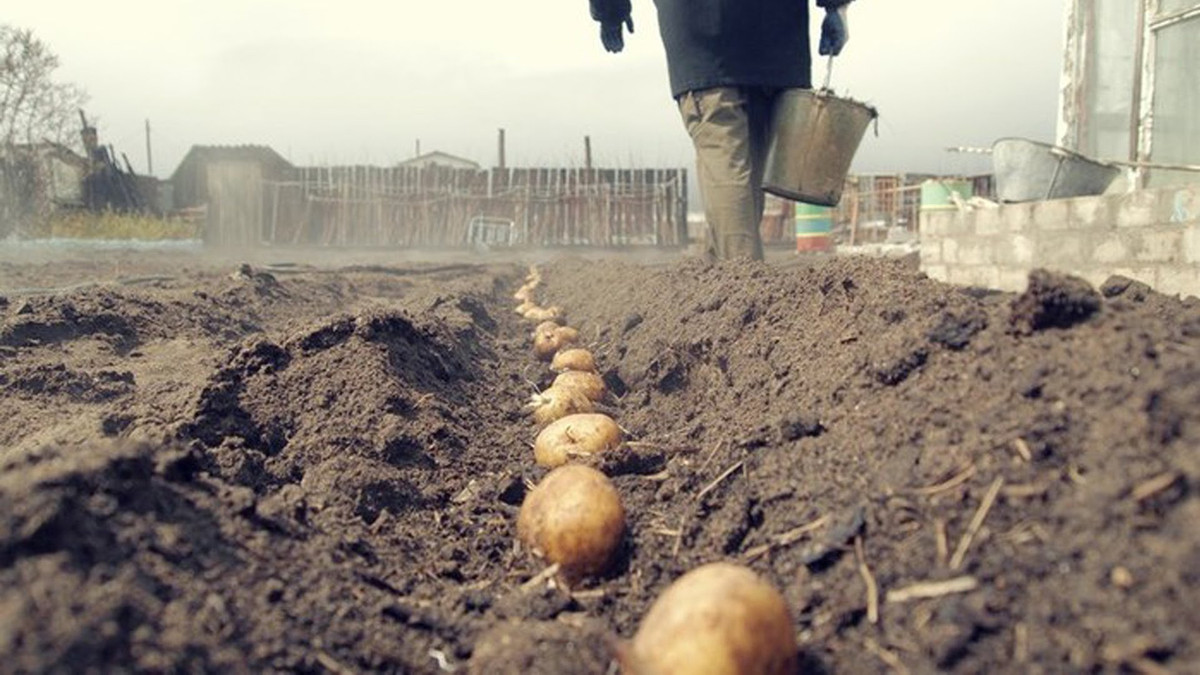 Ідеальний лайфхак: відео з трубою для посадки картоплі підірвало мережу - фото 1