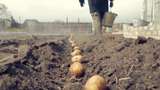 Ідеальний лайфхак: відео з трубою для посадки картоплі підірвало мережу