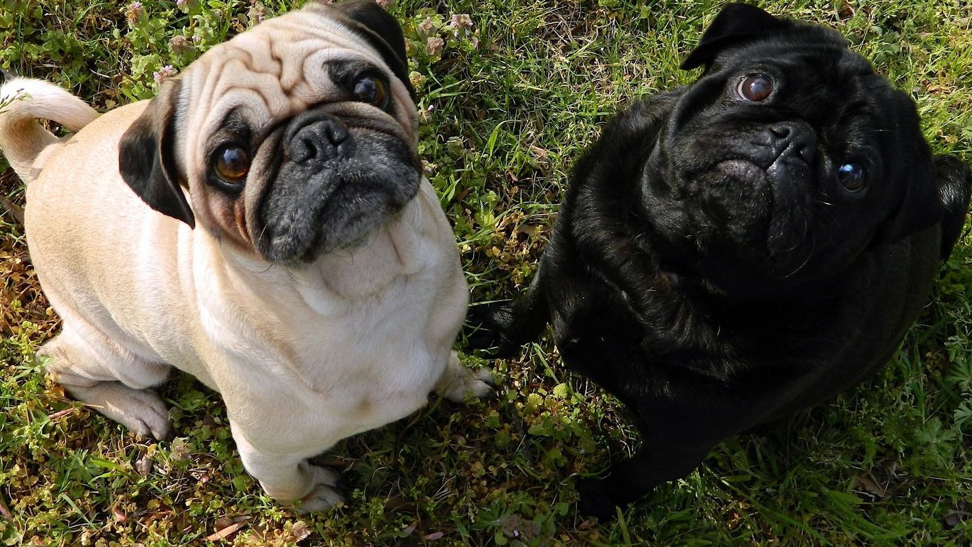 Як рухаються собаки: незвичайне відео підкорило Reddit